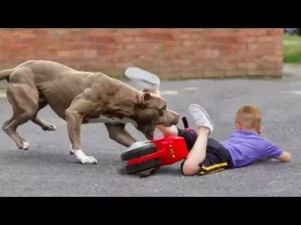Video: 10 Reasons You Should Never Own A PitBull